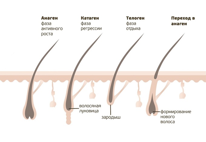 Каковы фазы роста натуральных ресниц