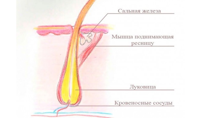 Уход за ресницами