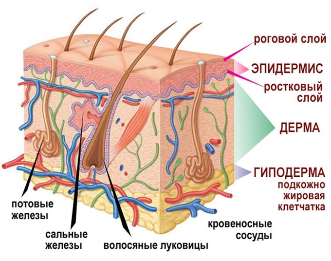 Эпидермис имеет пять слоев ткани