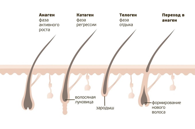 Каждая ресничка «живет» около шести месяцев