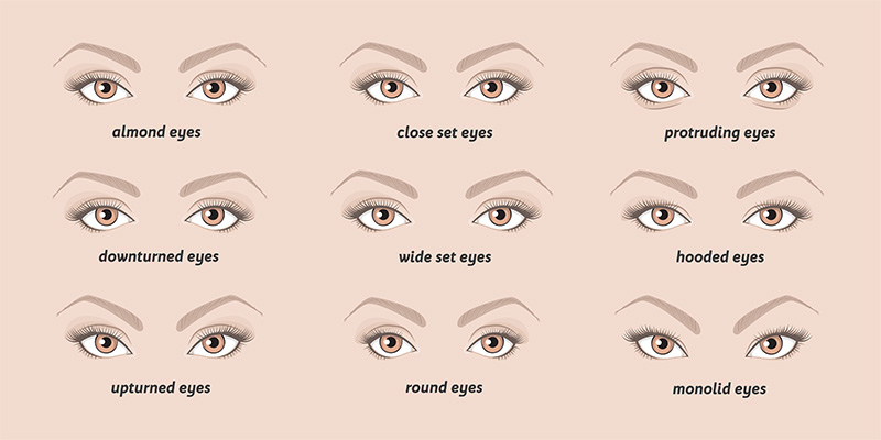 Размеры и формы глаз