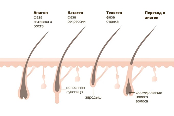 Фазы и особенности роста бровей